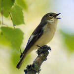 Bird Найтингейл (50 снимки) описание и видове изглежда като гнездо, а мацката, отколкото в природата емисии, видео