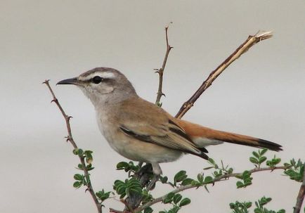 Bird Найтингейл (50 снимки) описание и видове изглежда като гнездо, а мацката, отколкото в природата емисии, видео