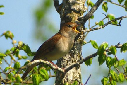 Bird Найтингейл (50 снимки) описание и видове изглежда като гнездо, а мацката, отколкото в природата емисии, видео