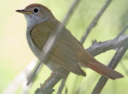 Bird Найтингейл (50 снимки) описание и видове изглежда като гнездо, а мацката, отколкото в природата емисии, видео