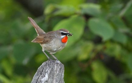 Bird Найтингейл (50 снимки) описание и видове изглежда като гнездо, а мацката, отколкото в природата емисии, видео