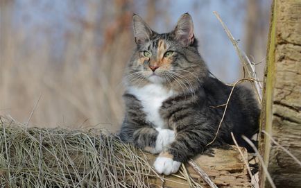 Fluffy списък породи котки и подробен преглед на (снимка)