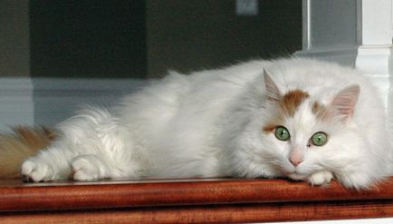 Fluffy списък породи котки и подробен преглед на (снимка)