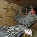 Пушкинская порода пилета описание, снимки, коментари и видеоклипове