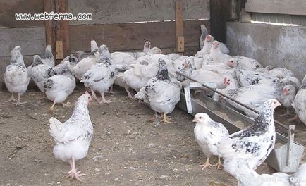 Pushkinskaya порода пилета отлични печалби от яйца и млади