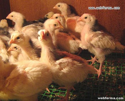 Pushkinskaya порода пилета отлични печалби от яйца и млади