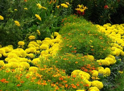 Rabatki бунт от цветове в цветни лехи на вашата градина или парцел, дом-мечта