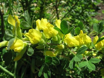 Broom - култивиране, засаждане, размножаване и грижи