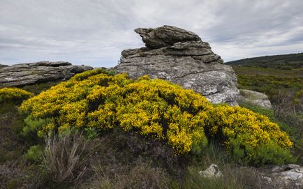 Broom - култивиране, засаждане, размножаване и грижи