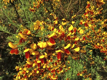 Broom - култивиране, засаждане, размножаване и грижи