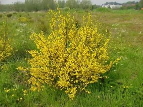 Broom - култивиране, засаждане, размножаване и грижи