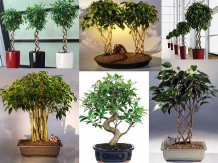 Възпроизвеждането на Ficus benjamina - снимка инструкция как да се прибера у дома малък