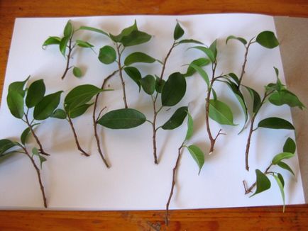 Възпроизвеждането на Ficus benjamina - снимка инструкция как да се прибера у дома малък