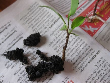 Възпроизвеждането на Ficus benjamina - снимка инструкция как да се прибера у дома малък