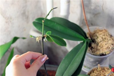 Възпроизвеждането на орхидеи в домашни, рязани, дръжки, семена
