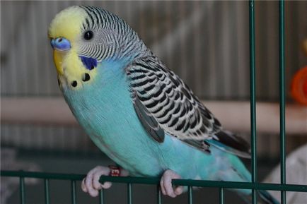 Възпроизвеждането папагалчетата в домашно видео околната среда