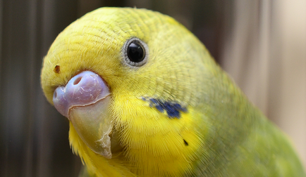 Възпроизвеждането папагалчетата в домашно видео околната среда