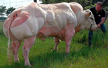 Развъждане белгийски Blue краве месо