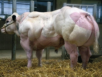 Развъждане белгийски Blue краве месо
