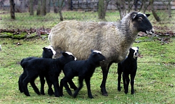 Sheep Романов порода у дома