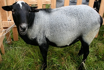 Sheep Романов порода у дома