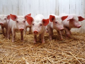 Разплодни свине у дома за начинаещи видео