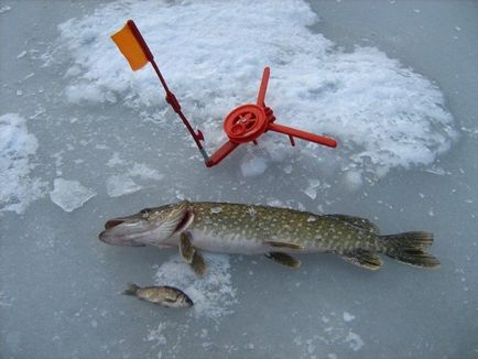 Риболов на щука през зимата къде да гледам, как да се хване на zherlitsy, зимна въдица, как да се сложи