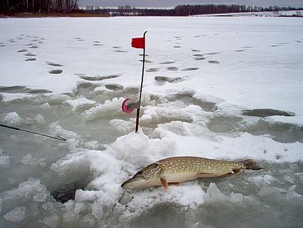 Риболов на щука през зимата къде да гледам, как да се хване на zherlitsy, зимна въдица, как да се сложи
