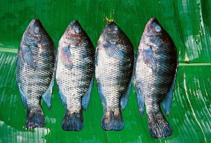 Тилапия риба - полза и вреда, която се намира, как да изберете