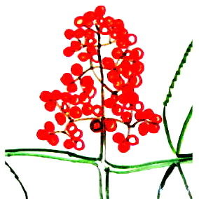 Рисуване - Viburnum плодове