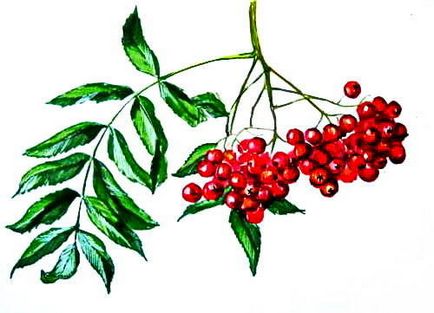 Рисуване - Viburnum плодове