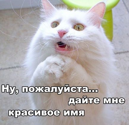 Расови котки разбиване с писмо (а) Расови котки разбиване на правописа