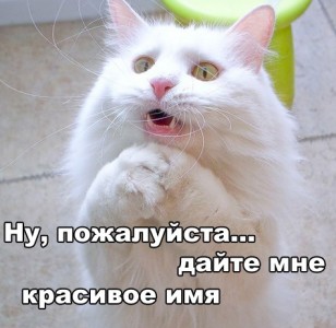 Расови котки разбиване на буквите (номера, започващи символ) Расови котки разбиване на правописа