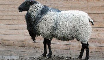 Романов овца, и всички тайни на тяхното отглеждане, храненето и отглеждането