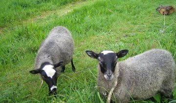 Романов овца, и всички тайни на тяхното отглеждане, храненето и отглеждането