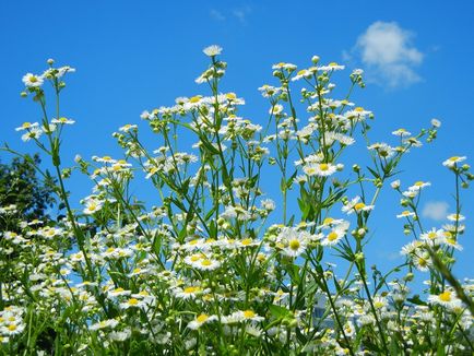 Маргаритки - повечето летни цветя