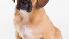 Руската описание цвят кученце порода - кучето си