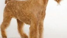Руската описание цвят кученце порода - кучето си