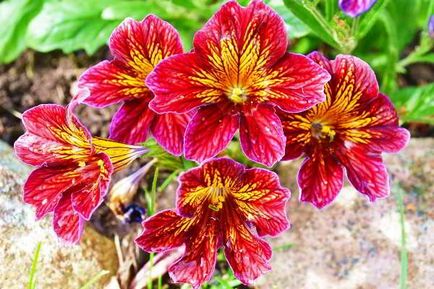 Salpiglossis расте от семена на картината и възпроизвеждане