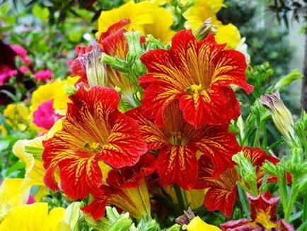 Salpiglossis расте от семена на картината и възпроизвеждане