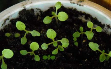 Salpiglossis - отглеждане на семена, кога да засадят разсад