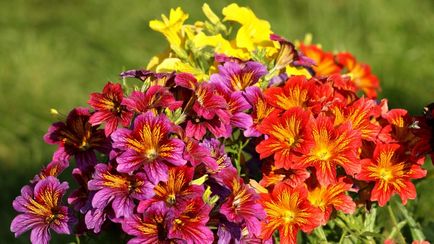 Salpiglossis расте от семена, грижи снимка