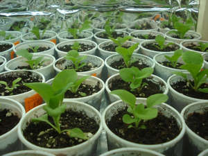 Salpiglossis - расте от семена на открито място и посадъчен материал (снимка и видео материал)