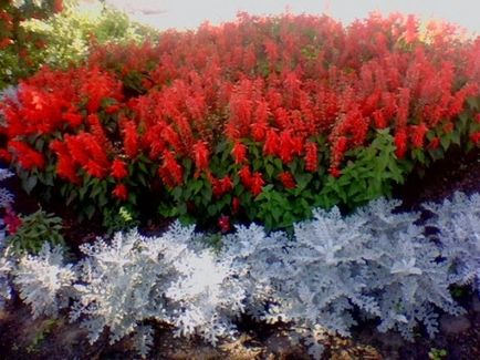 Салвия снимка цветове - кога и как да се засаждат разсад