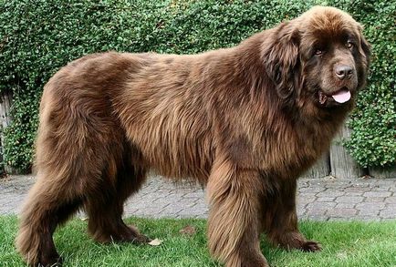 Най-голям породи кучета със снимки и имена