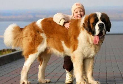 Най-голям породи кучета със снимки и имена