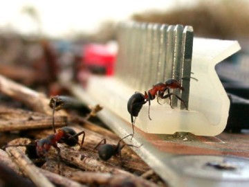 Най-ефективните методи за справяне с градински мравки