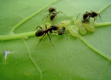 Най-ефективните методи за справяне с градински мравки