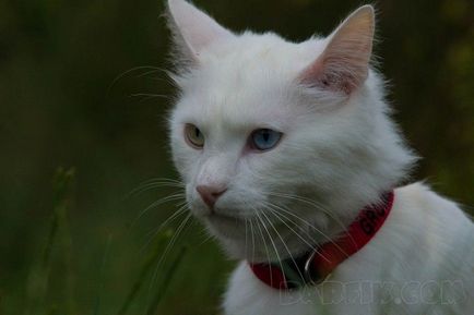Най-красивата свят котка