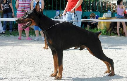 Най-добрата снимка куче пазач, Дого Аржентино булмастиф кавказки Шепърд-доброто